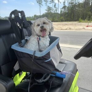Olive Juice Pet Care and Wellness Annie Twitty