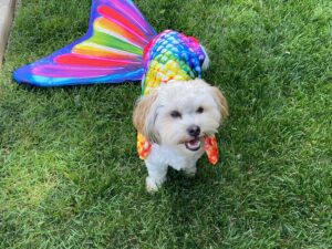 Olive Juice Pet Care and Wellness Annie Twitty