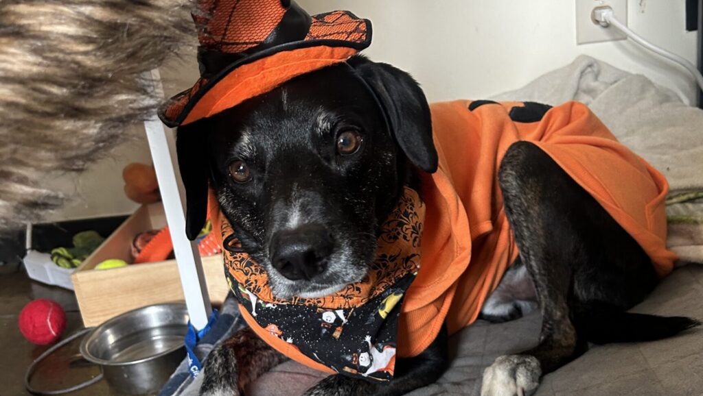 Keeping Your Pets Safe This Halloween