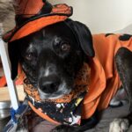 Keeping Your Pets Safe This Halloween