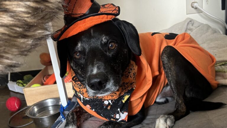 Keeping Your Pets Safe This Halloween