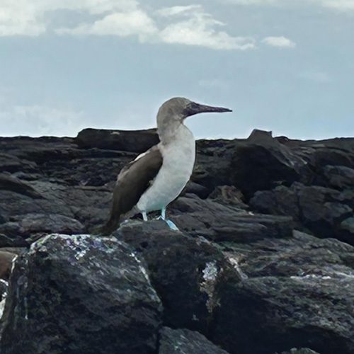 Pelican Galapagos Islands Carol's Trips LLC