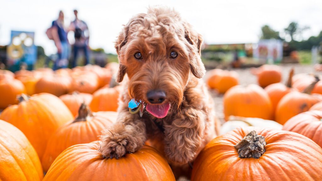 The Great Pumpkin Debate: Decoding Myths and Truths About Feeding Pumpkins to Your Pet