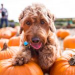 The Great Pumpkin Debate: Decoding Myths and Truths About Feeding Pumpkins to Your Pet