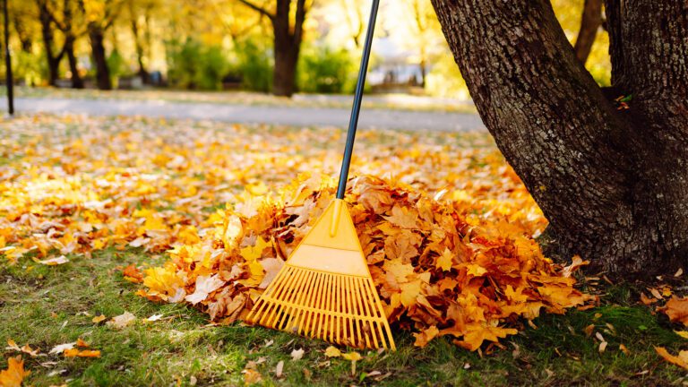 Fall Preparation Starts Now: Protect Your Lawn and Plan Ahead