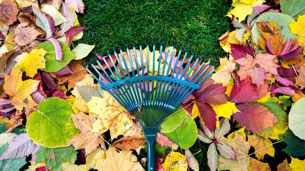 Roots Before Winter: Why Fall Is Your Lawn’s Most Important Season