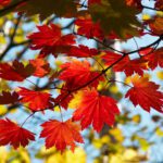 Welcome to October! A Month of Sights, Sounds, Smells, Tastes, and Community Events