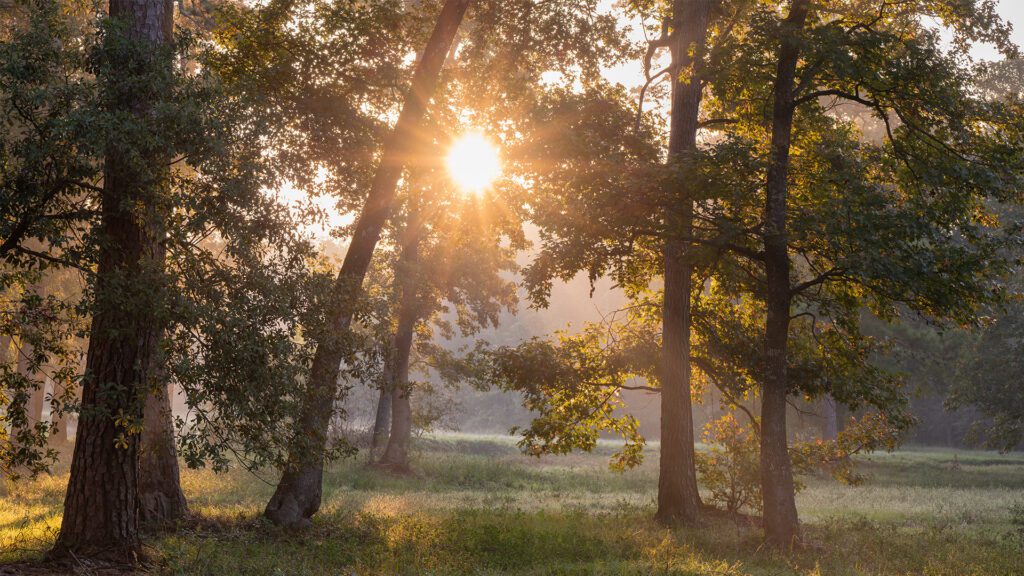 Gratitude and Its Power to Rewire the Brain