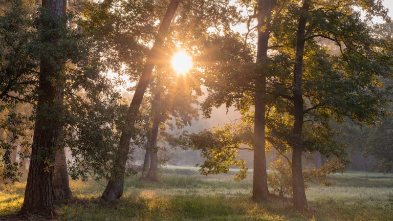 Gratitude and Its Power to Rewire the Brain