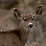 Meet the Mule Deer: Sharing Space with a Utah Favorite