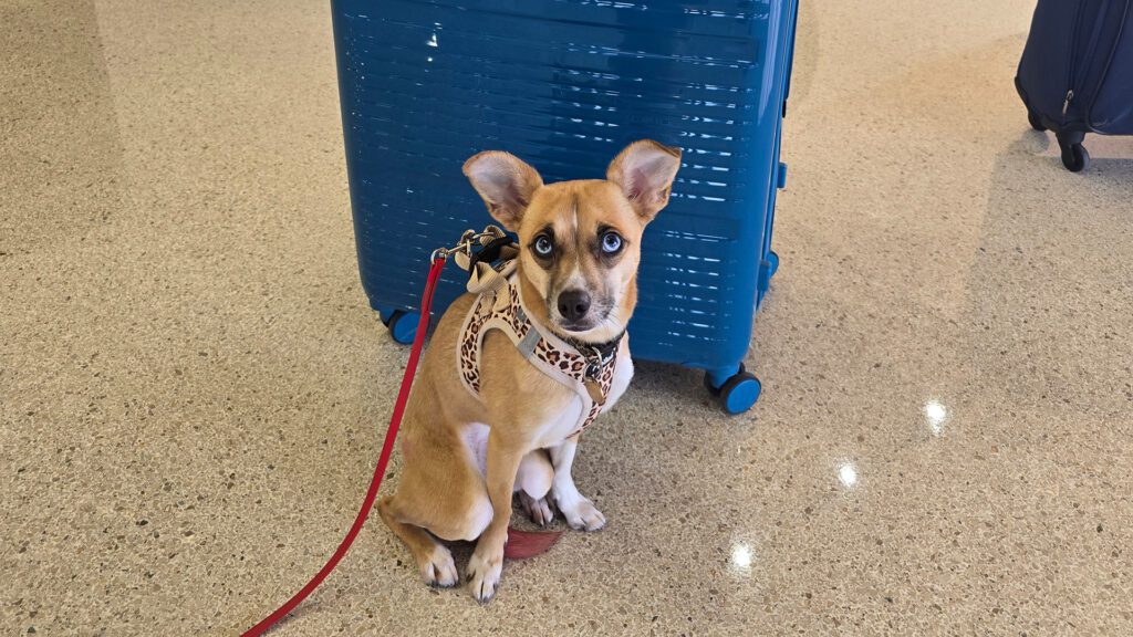 Have Pet, Will Travel
