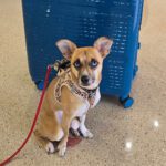 Have Pet, Will Travel