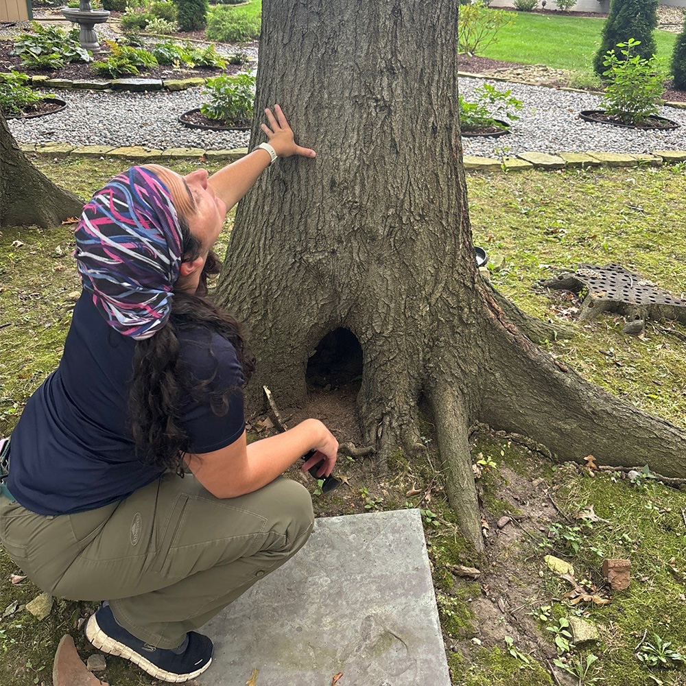 Tree examination Trees and Gardens Consulting
