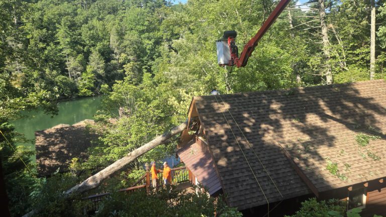 Who Pays When a Tree Causes Damage? What Homeowners Should Know