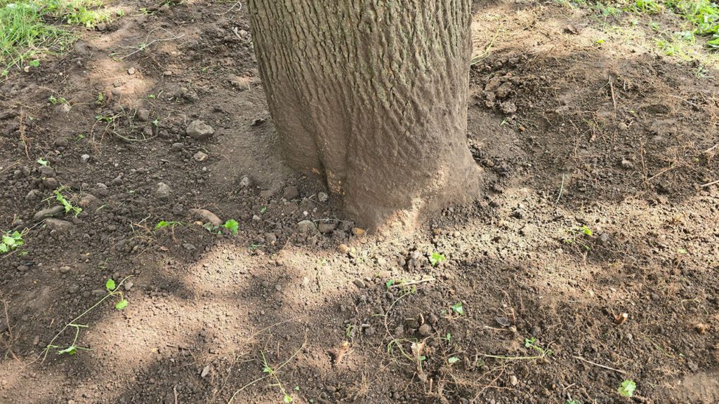 Keeping Trees Thriving for Years to Come