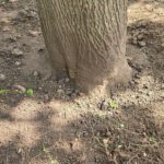 Keeping Trees Thriving for Years to Come