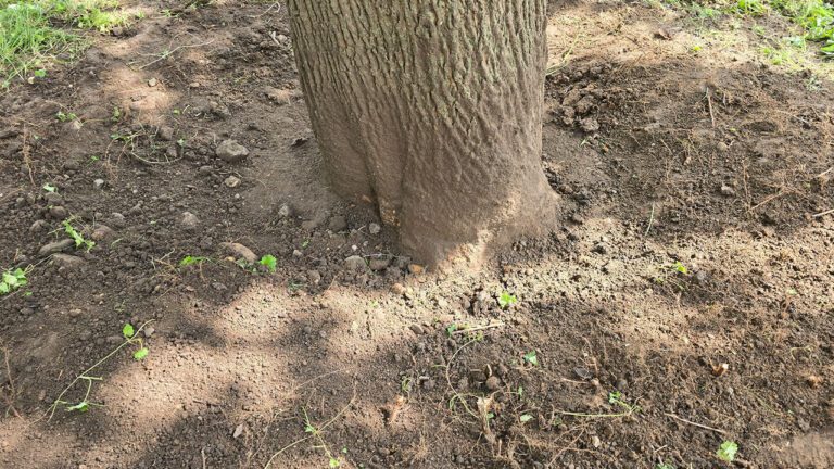 Keeping Trees Thriving for Years to Come