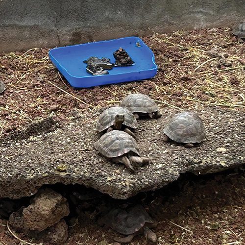 Turtles Galapagos Islands Carol's Trips LLC