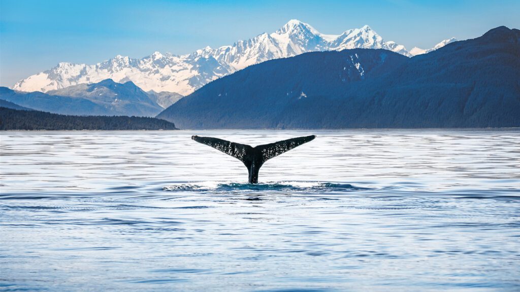 Whale in water Alaska