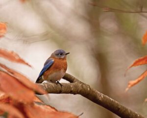 Wild Birds Unlimited