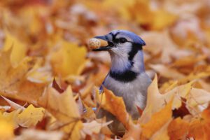 Wild Birds Unlimited