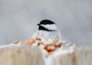 Wild Birds Unlimited