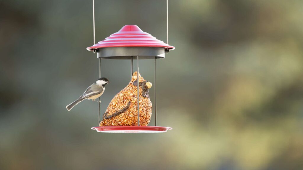 Boo! Who’s at the Feeder?