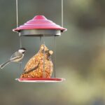 Boo! Who’s at the Feeder?