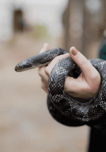 Woodford Cedar Run Wildlife Refuge snake