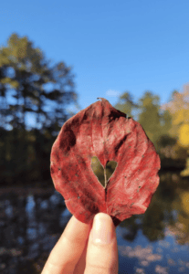 Woodford Cedar Run Wildlife Refuge leaf