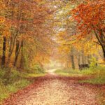 Your Trees Are Preparing for Winter Before You Are