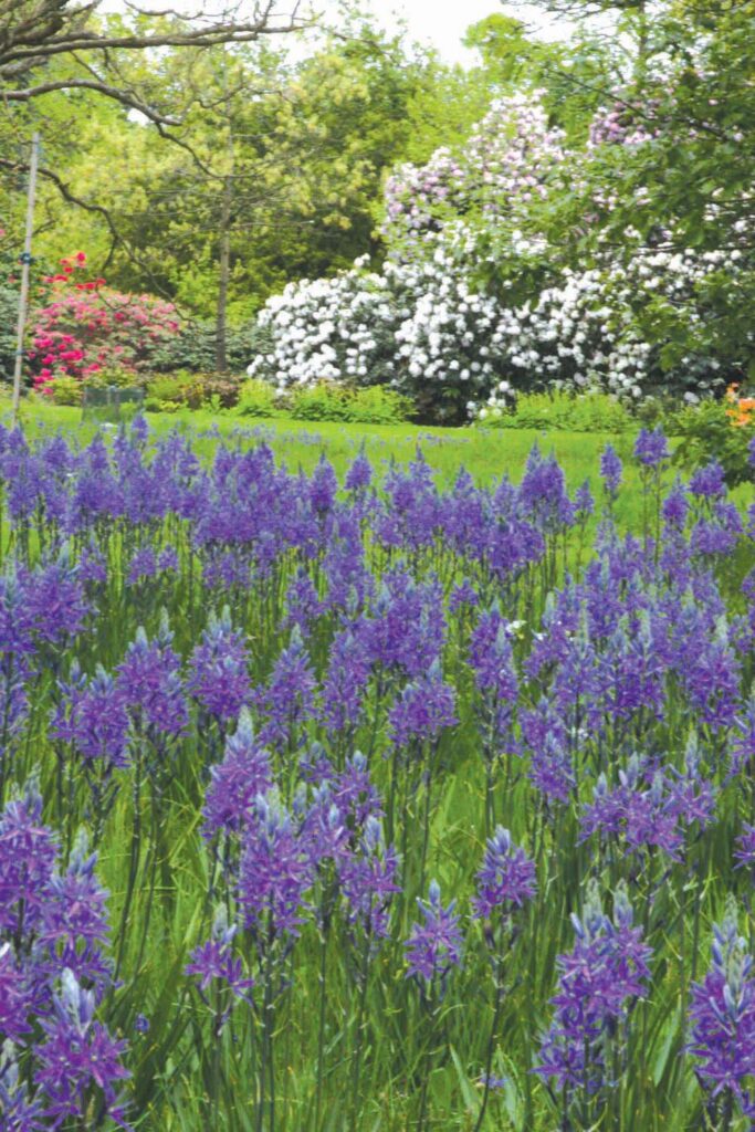 Spring Starts in Fall: Plant Now for a Beautiful Spring