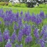 Spring Starts in Fall: Plant Now for a Beautiful Spring