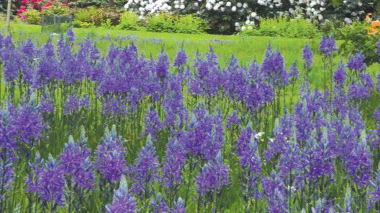 Spring Starts in Fall: Plant Now for a Beautiful Spring