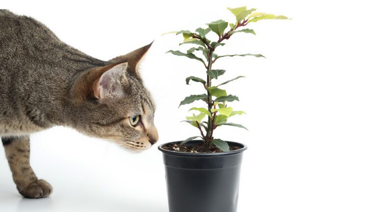 Common Household Dangers for Your Pets