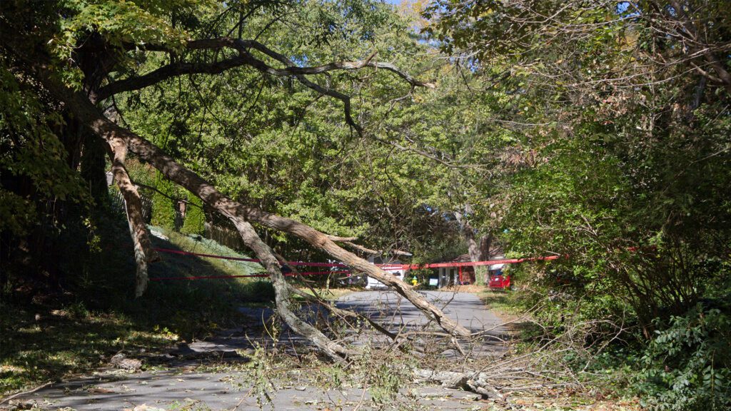 5 Signs a Tree May Be a Hazard Before the Next Storm