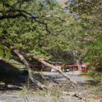 5 Signs a Tree May Be a Hazard Before the Next Storm