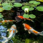 Koi Ponded
