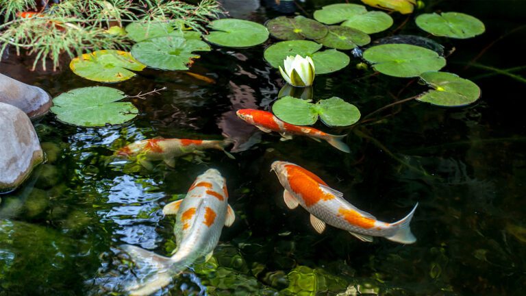 Koi Ponded