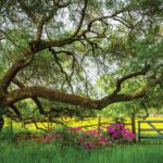 The Silent Language of Your Trees