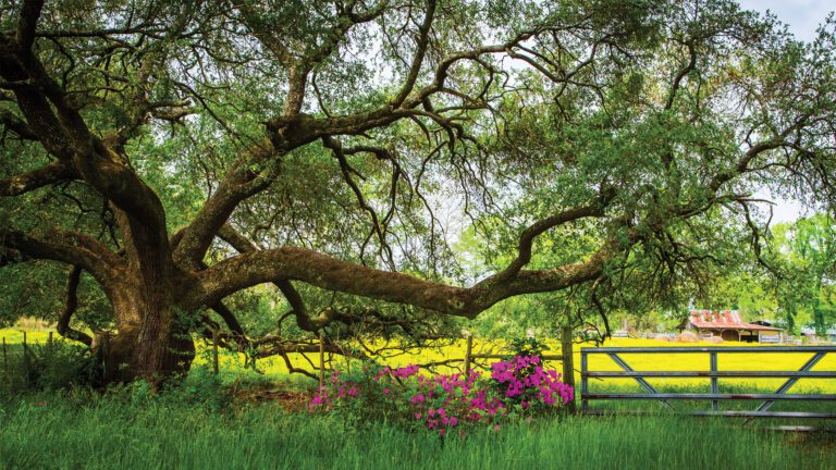 The Silent Language of Your Trees