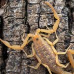 Creep it Real: Halloween Pest Prevention for Arizona Homes