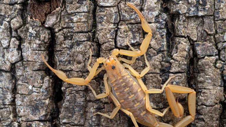Creep it Real: Halloween Pest Prevention for Arizona Homes