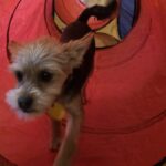 The Importance of Dog Enrichment During Extreme Heat and Cold