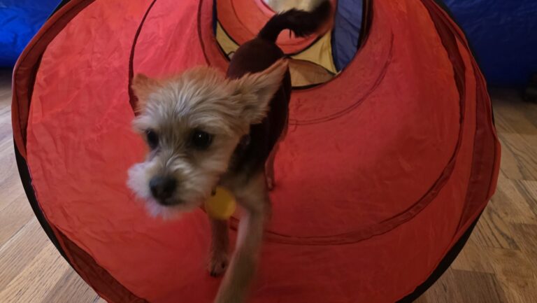 The Importance of Dog Enrichment During Extreme Heat and Cold