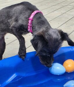 Mary Puppins LLC dogs playing