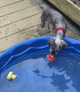 Mary Puppins LLC dogs playing