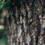 Pine Beetles: The Hidden Threat to Your Pines