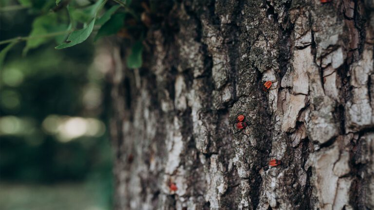 From the Roots Up: Protecting Your Trees From Pests