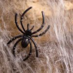 Spider-Man Season: When Spiders Take to the Sky